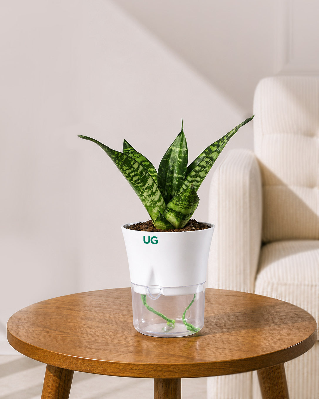Snake Plant in Self-Watering Planter