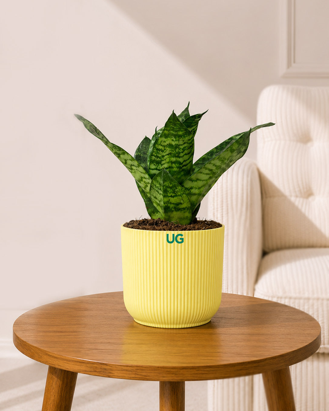 Snake Plant Dwarf
