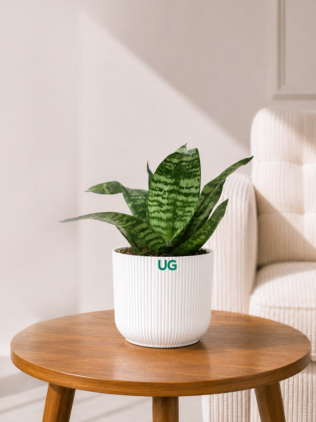 Snake Plant Dwarf