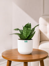 Snake Plant Dwarf