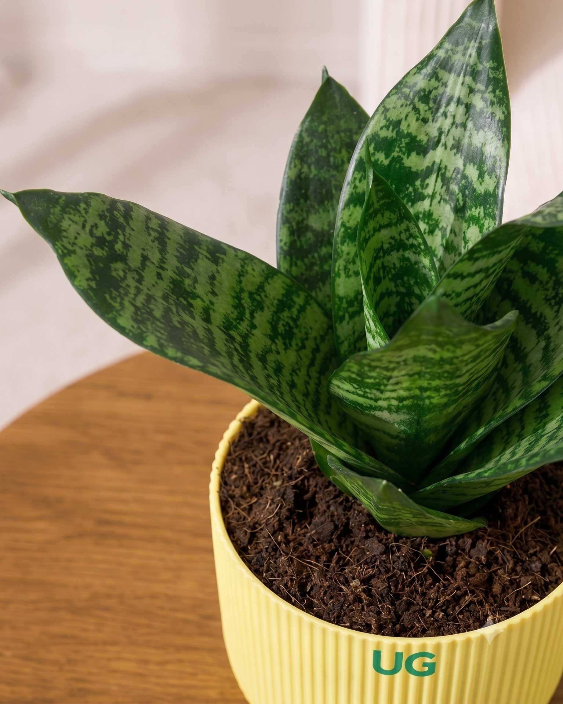 Snake Plant Dwarf