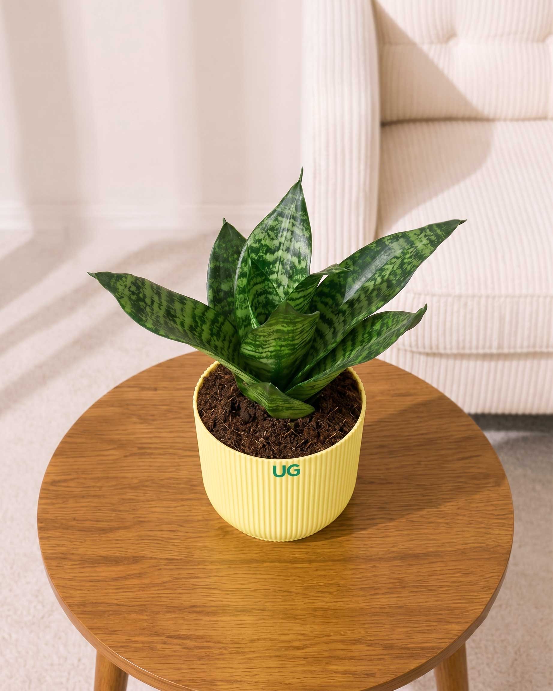 Snake Plant Dwarf