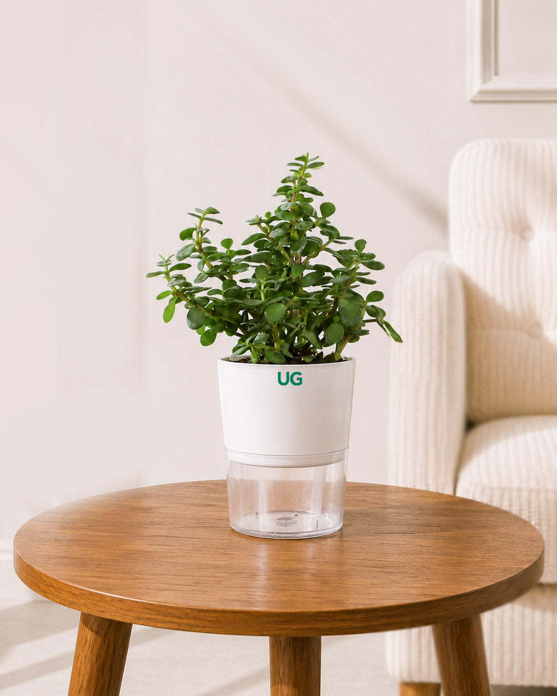Jade In Self Watering Pot