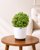 Jade Ball Plant