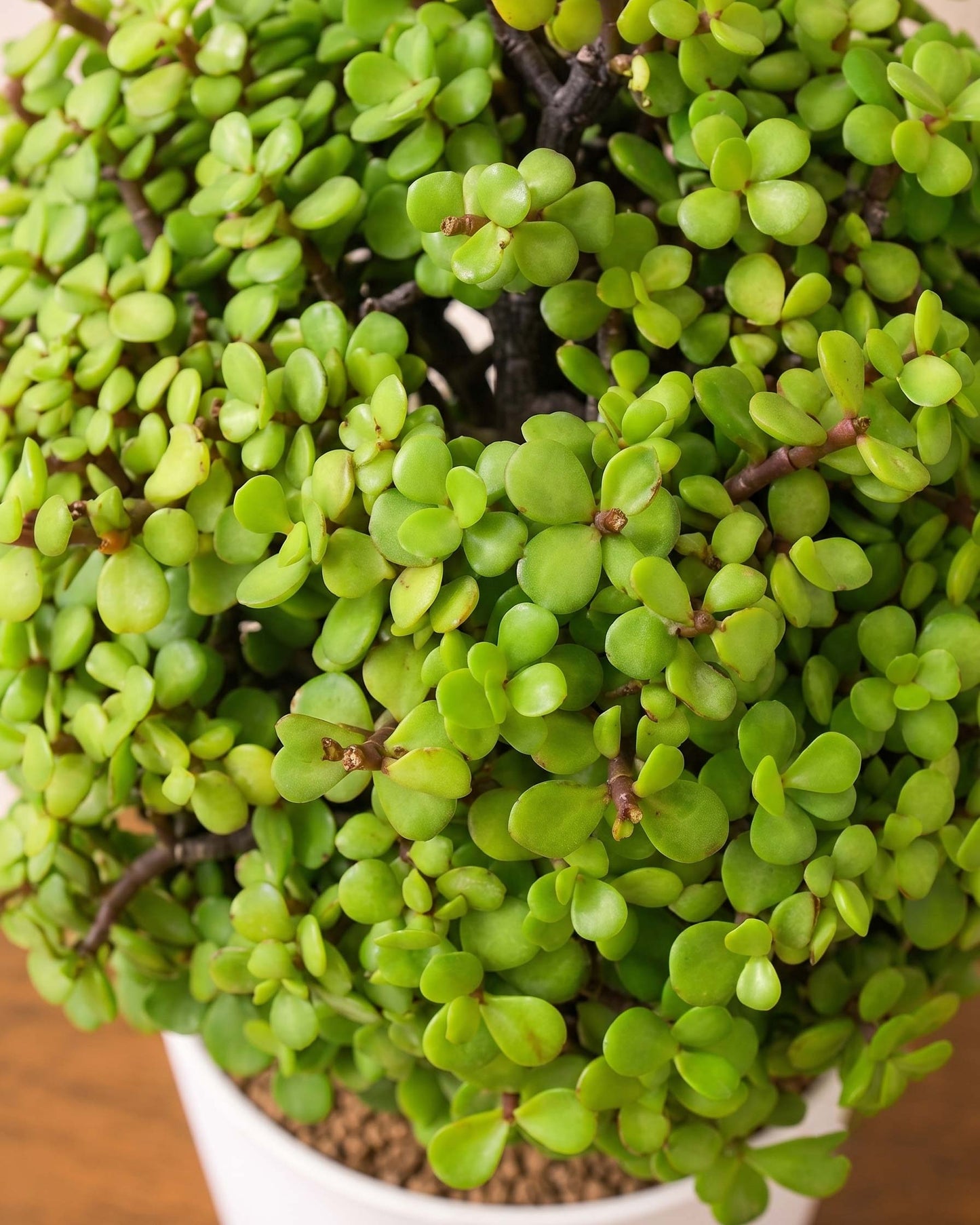 Jade Ball Plant