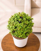 Jade Ball Plant