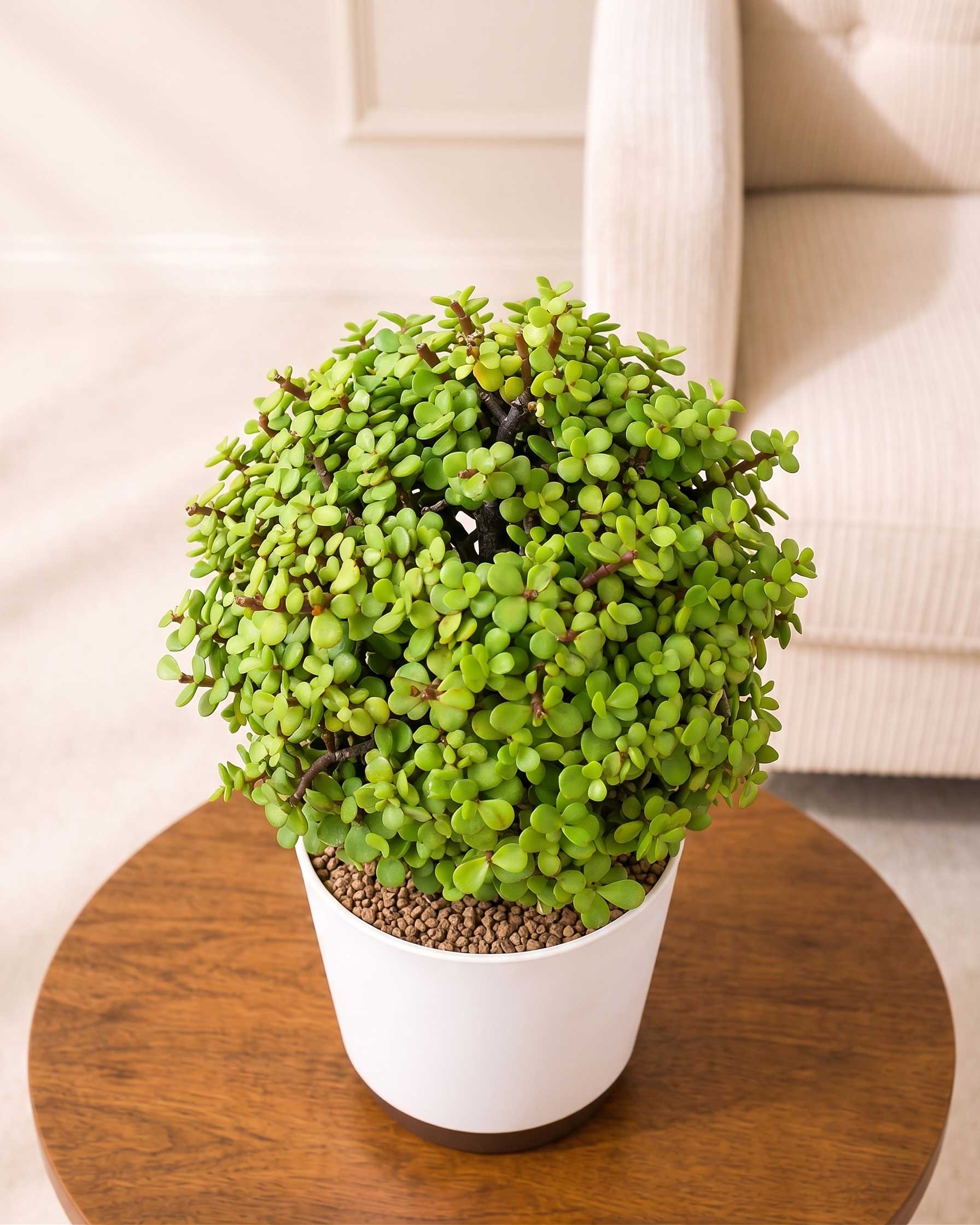 Jade Ball Plant