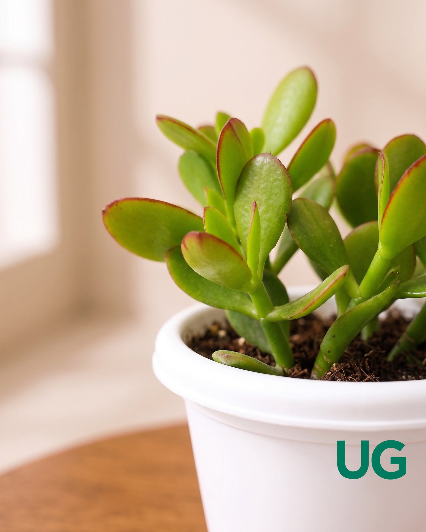 Crassula Ovata