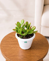 Crassula Ovata