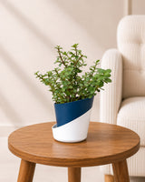 Jade Plant, Elephant Bush