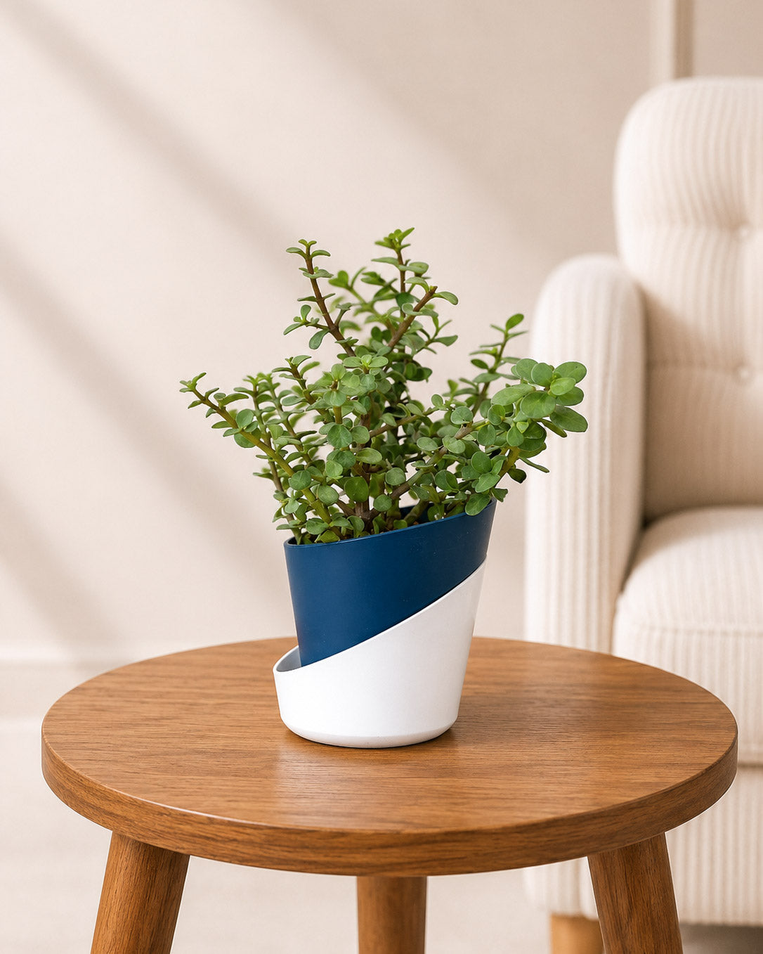 Jade Plant, Elephant Bush