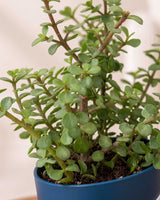 Jade Plant, Elephant Bush