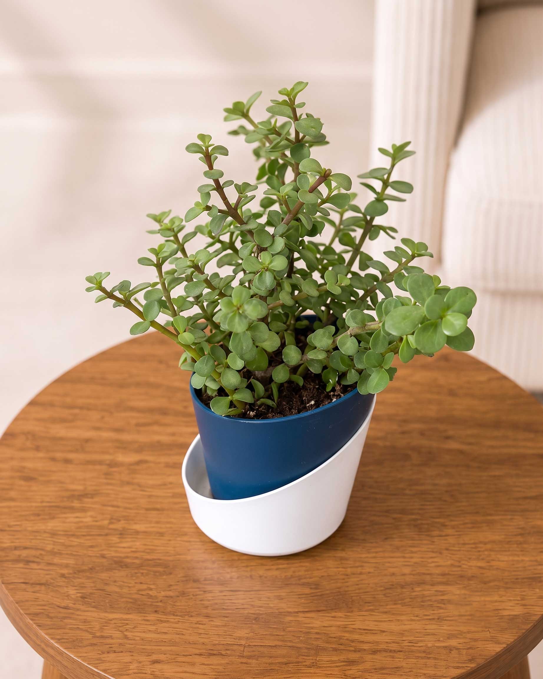 Jade Plant, Elephant Bush