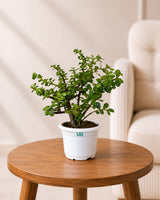 Jade Plant, Elephant Bush