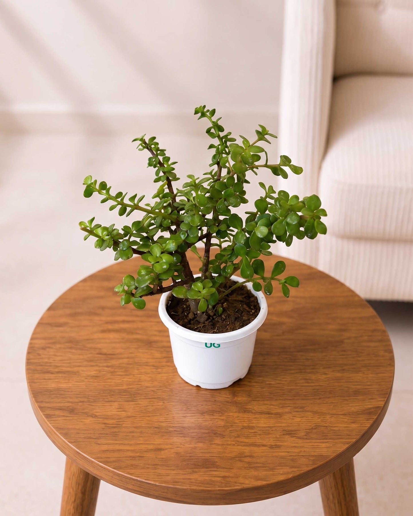 Jade Plant, Elephant Bush