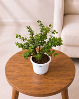 Jade Plant, Elephant Bush