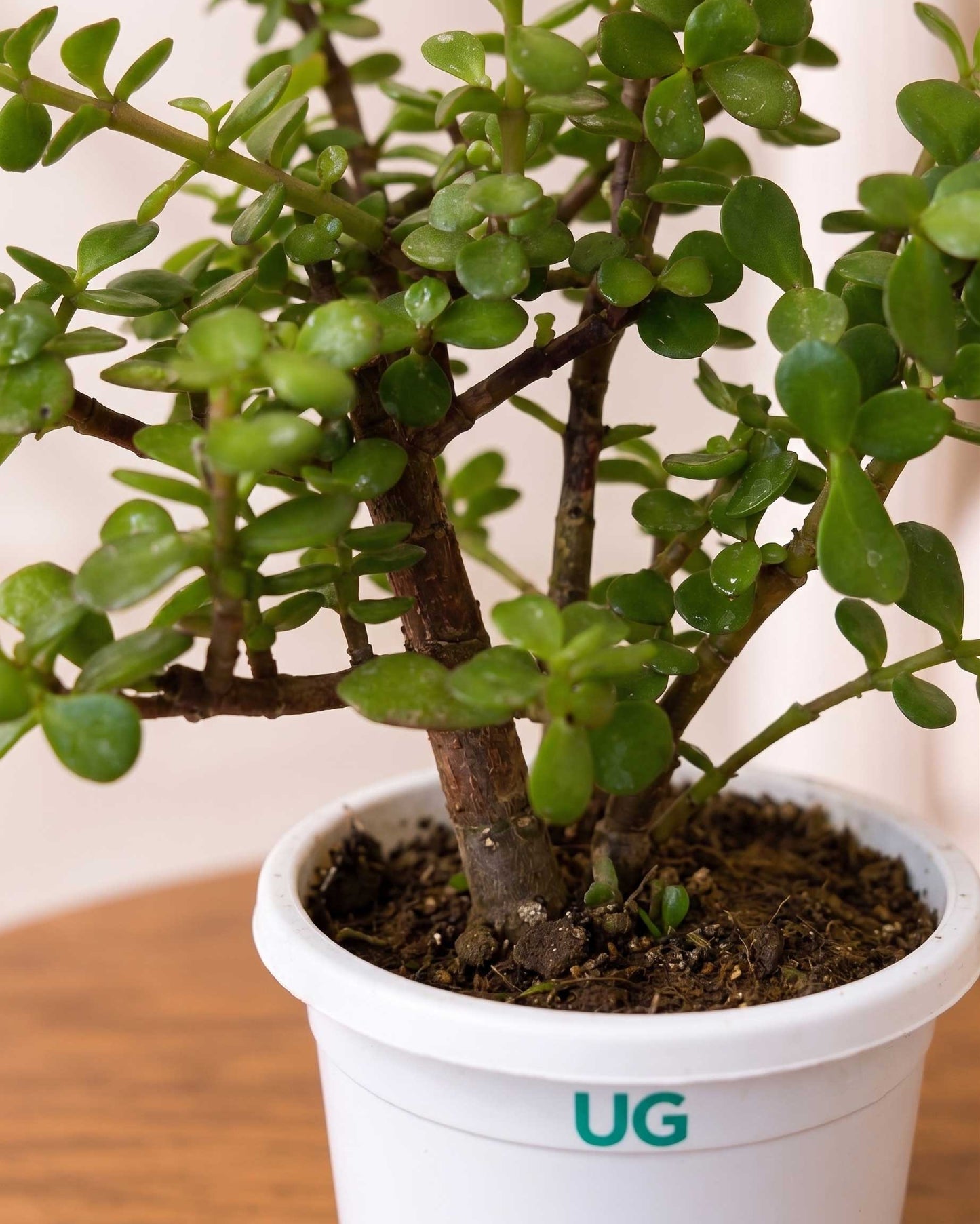 Jade Plant, Elephant Bush