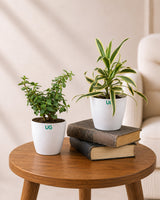 Indoor Combo Of Jade Plant And Song Of India
