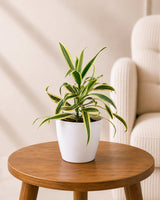 Indoor Combo Of Jade Plant And Song Of India