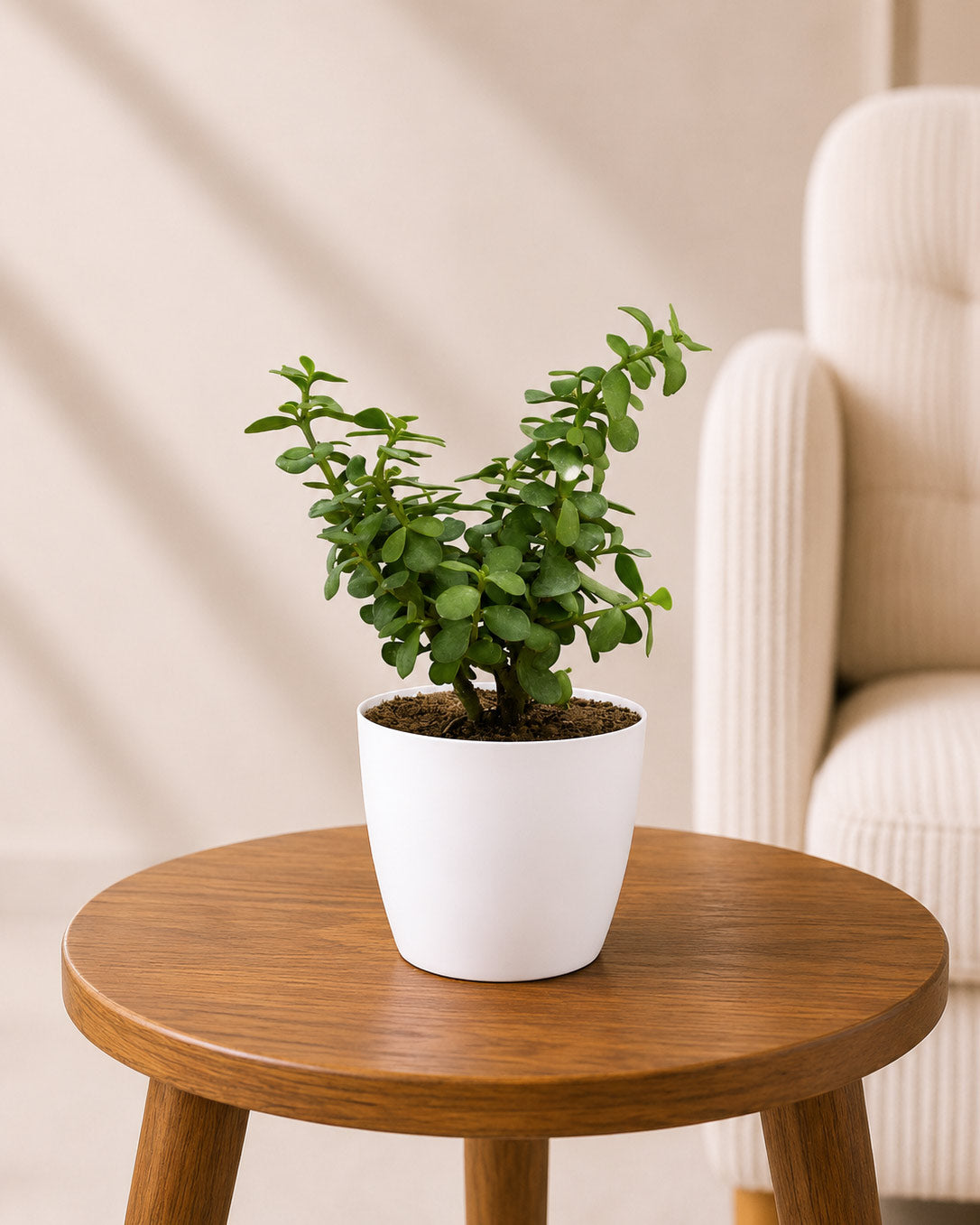 Indoor Combo Of Jade Plant And Song Of India