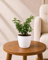 Indoor Combo Of Jade Plant And Song Of India