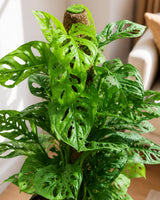 Broken Heart / Monstera Adansonii Plant with Moss Stick in Textured Eco Planter
