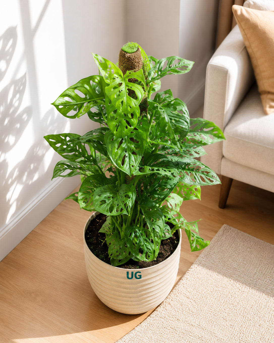 Broken Heart / Monstera Adansonii Plant with Moss Stick in Textured Eco Planter