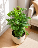 Broken Heart / Monstera Adansonii Plant with Moss Stick in Textured Eco Planter