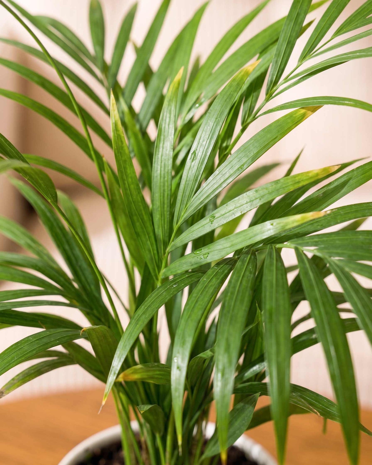 Areca Palm Plant
