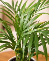 Areca Palm Plant