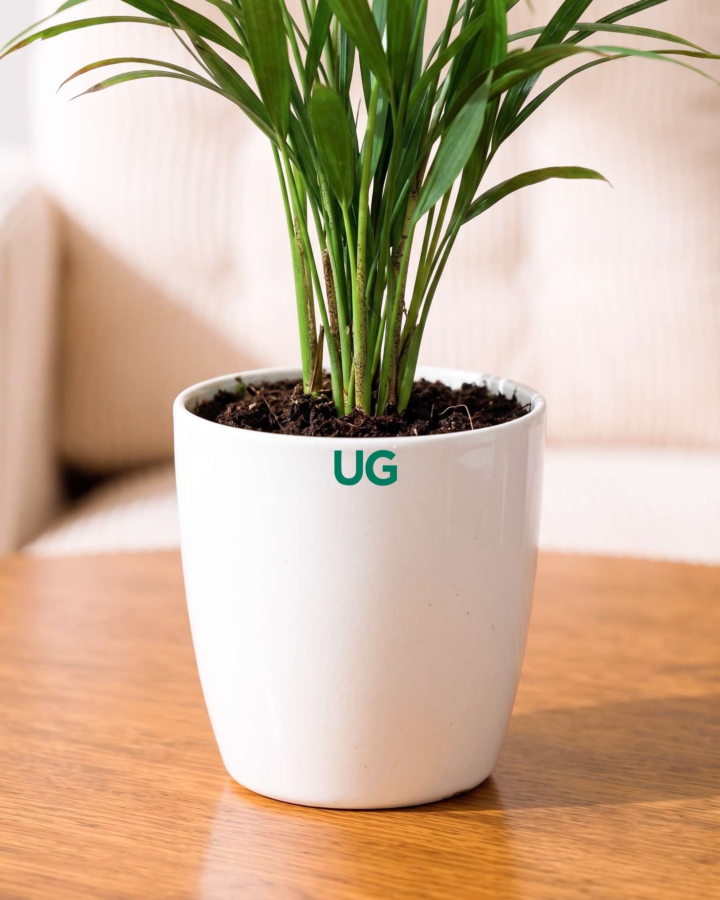 Areca Palm Plant