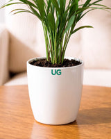 Areca Palm Plant