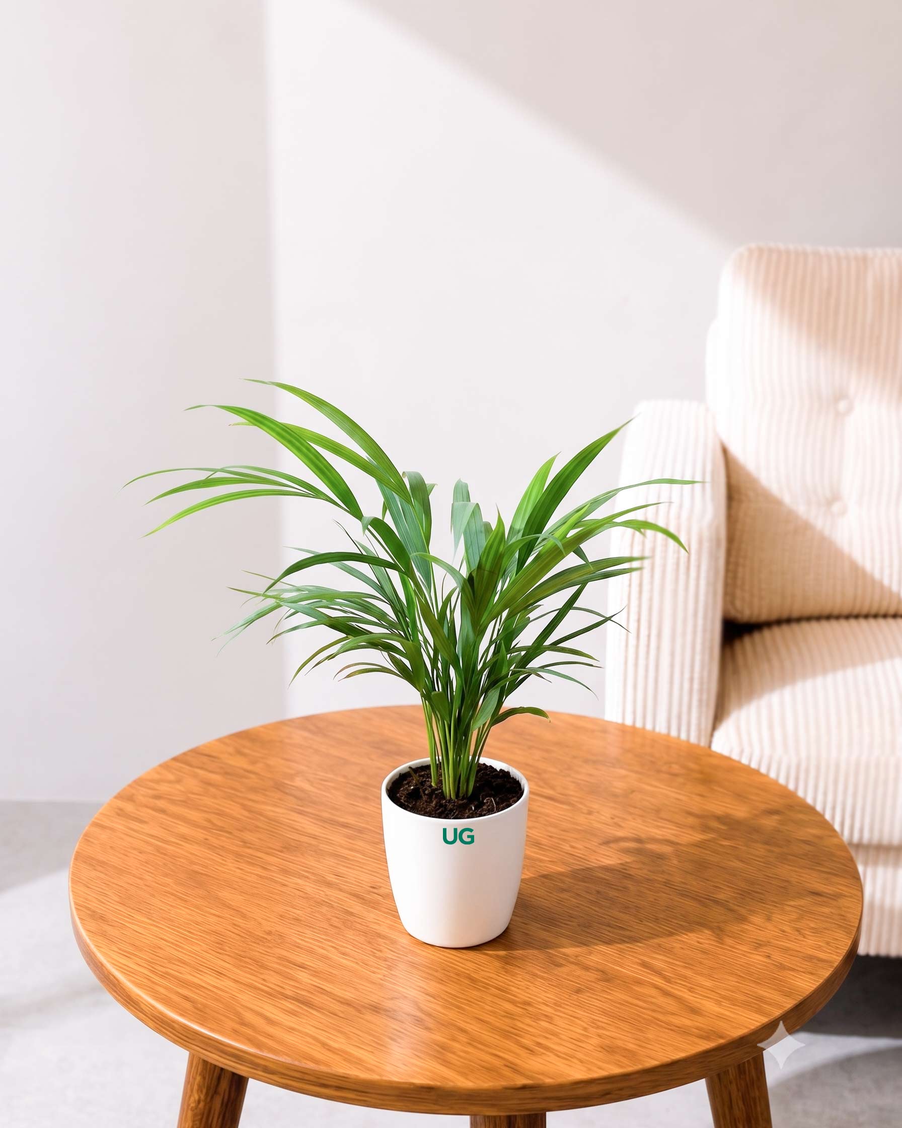 Areca Palm Plant