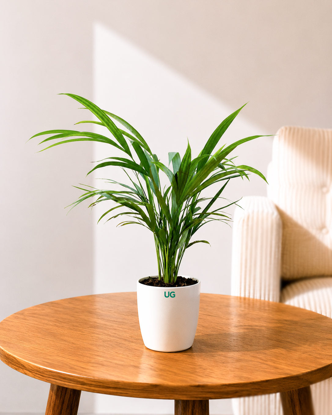 Areca Palm Plant