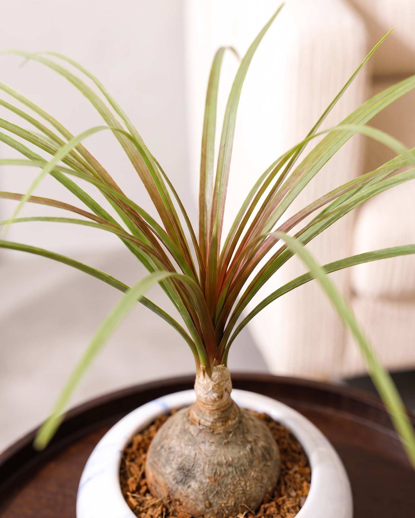 Nolina Bonsai Plant in Ceramic Marble Pot (Beaucarnea recurvata – Ponytail Palm)