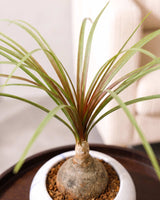 Nolina Bonsai Plant in Ceramic Marble Pot (Beaucarnea recurvata – Ponytail Palm)