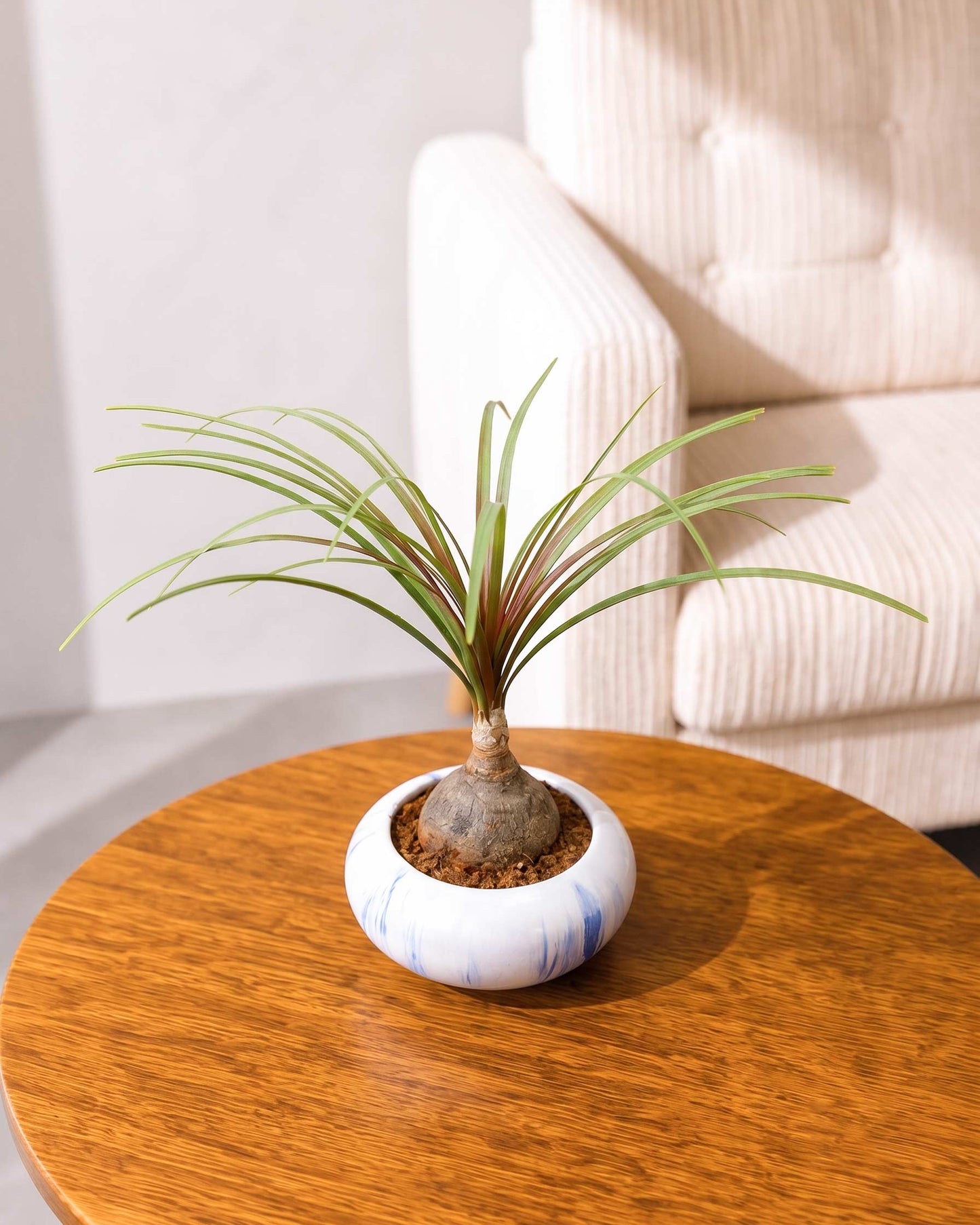 Nolina Bonsai Plant in Ceramic Marble Pot (Beaucarnea recurvata – Ponytail Palm)