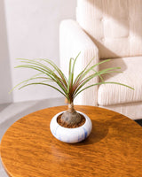 Nolina Bonsai Plant in Ceramic Marble Pot (Beaucarnea recurvata – Ponytail Palm)
