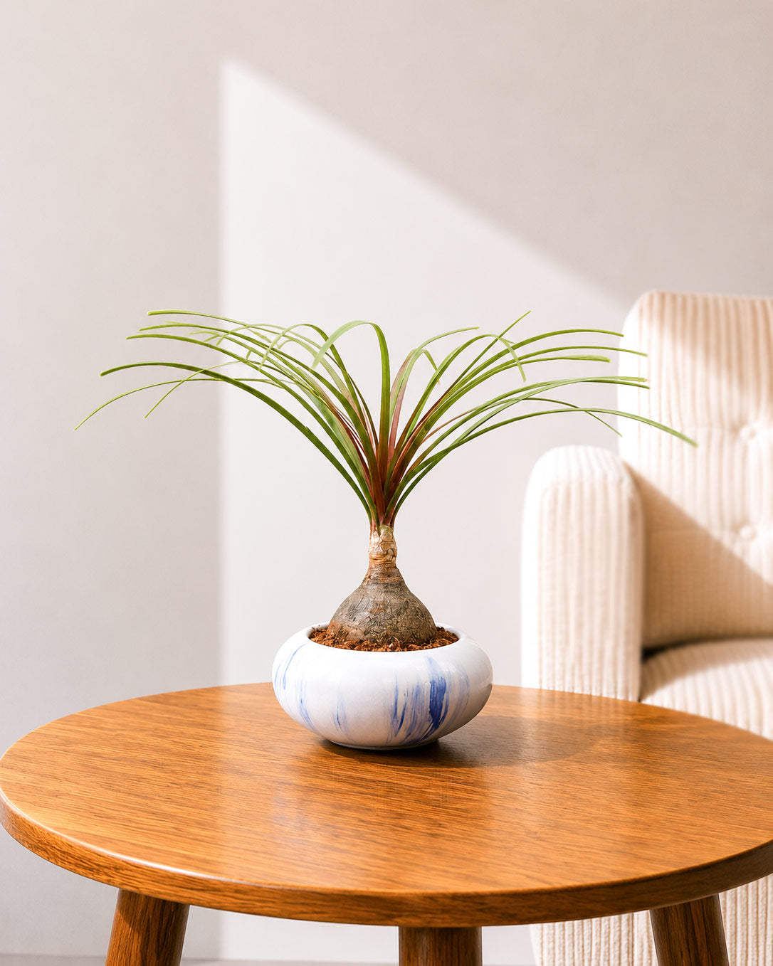 Nolina Bonsai Plant in Ceramic Marble Pot (Beaucarnea recurvata – Ponytail Palm)