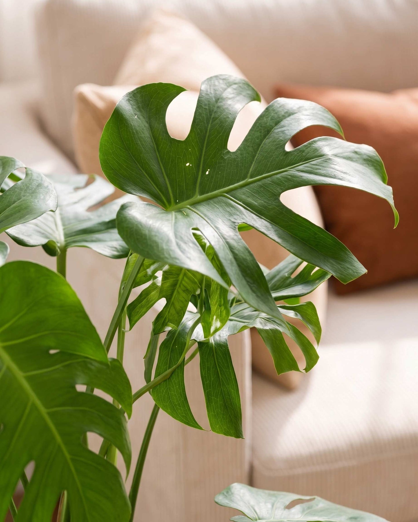 Monstera Deliciosa