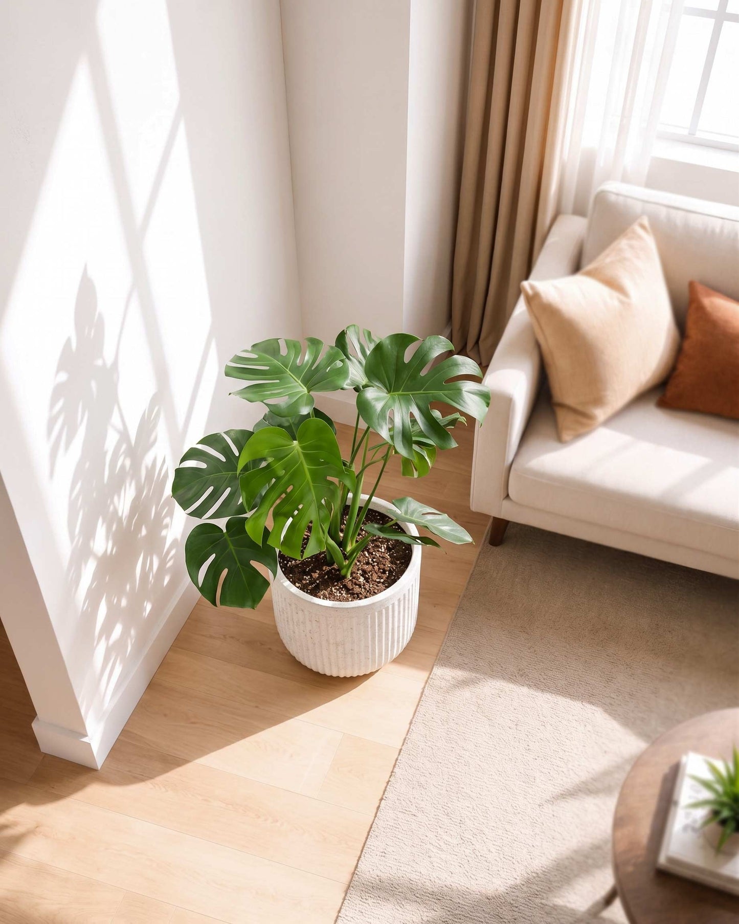 Monstera Deliciosa