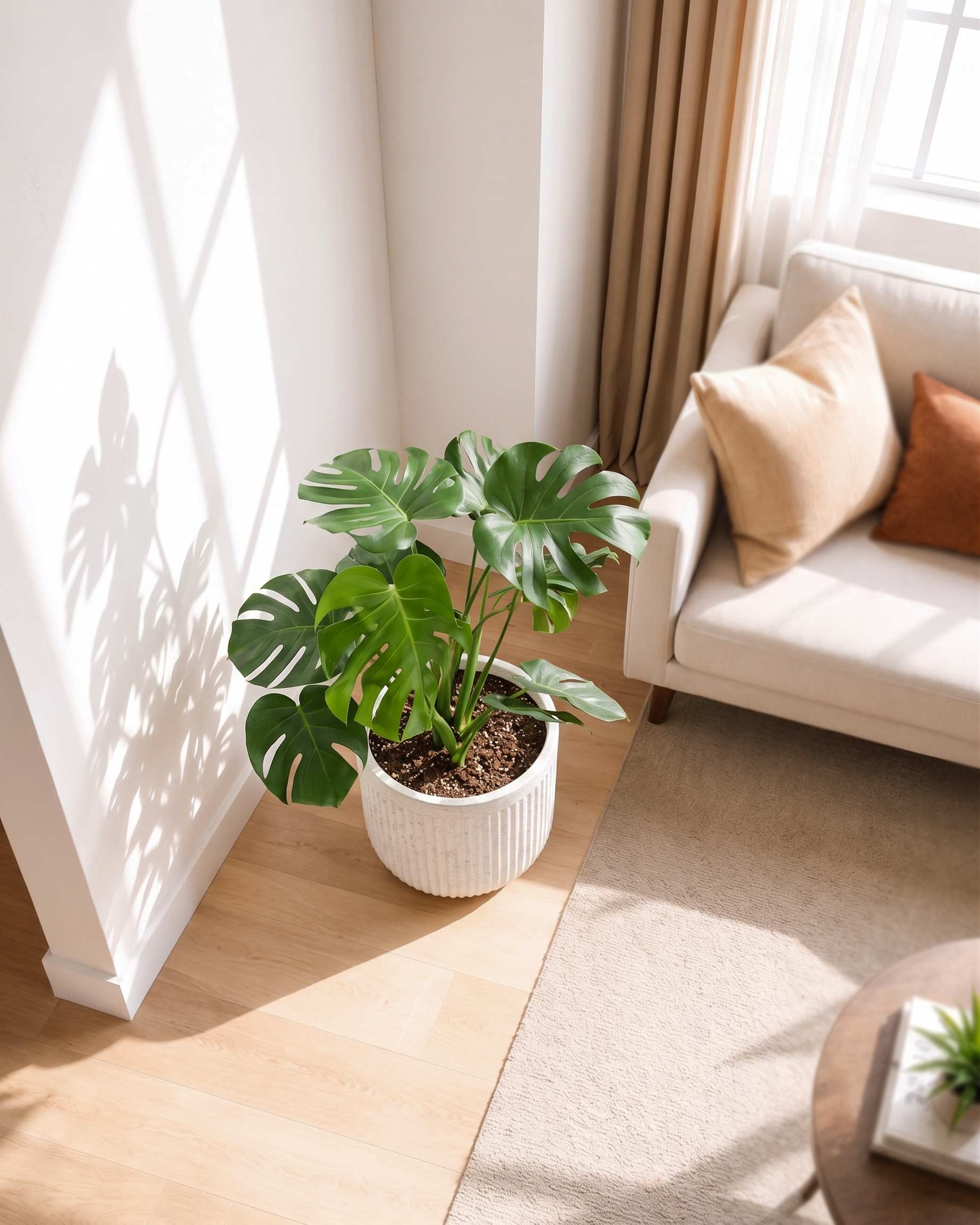 Monstera Deliciosa