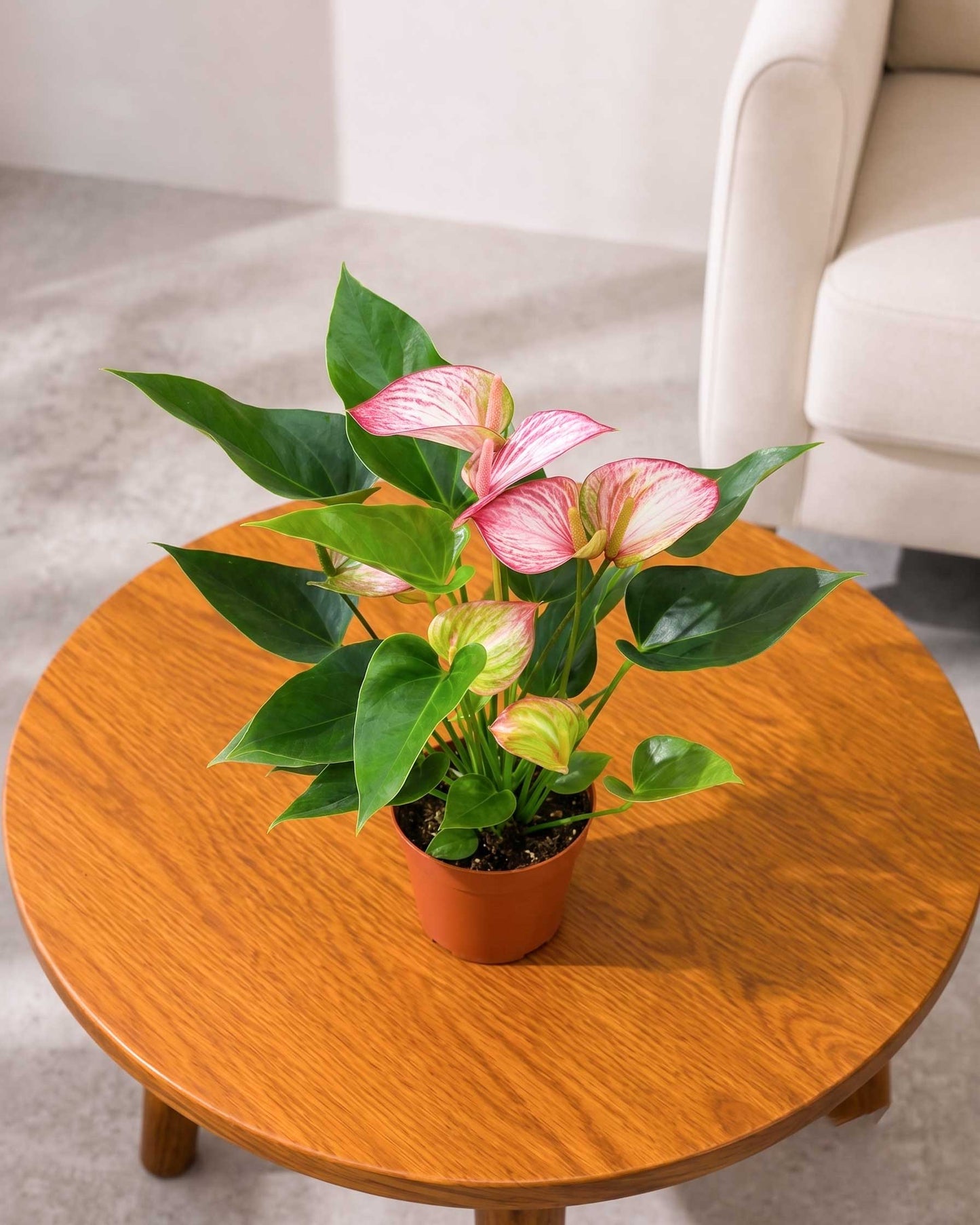 Anthurium Plant