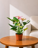 Anthurium Plant