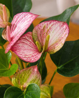 Anthurium Plant