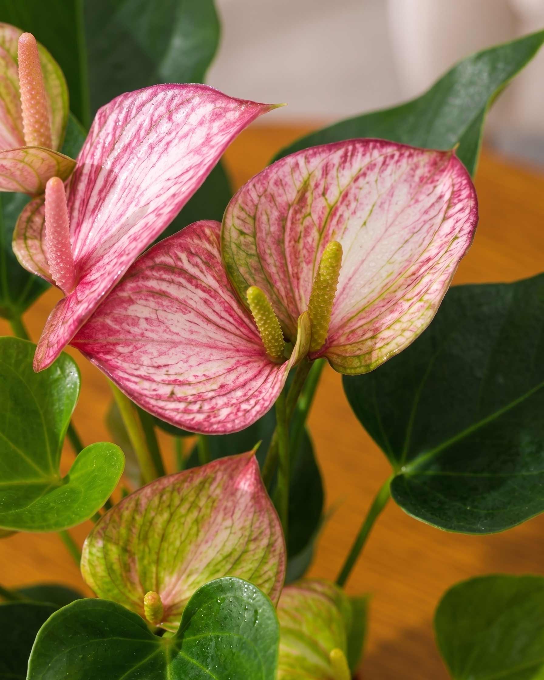 Anthurium Plant
