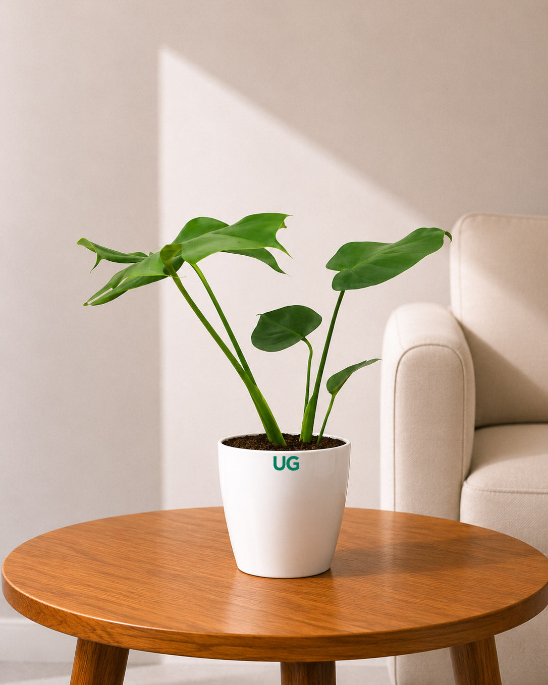 Monstera Plant