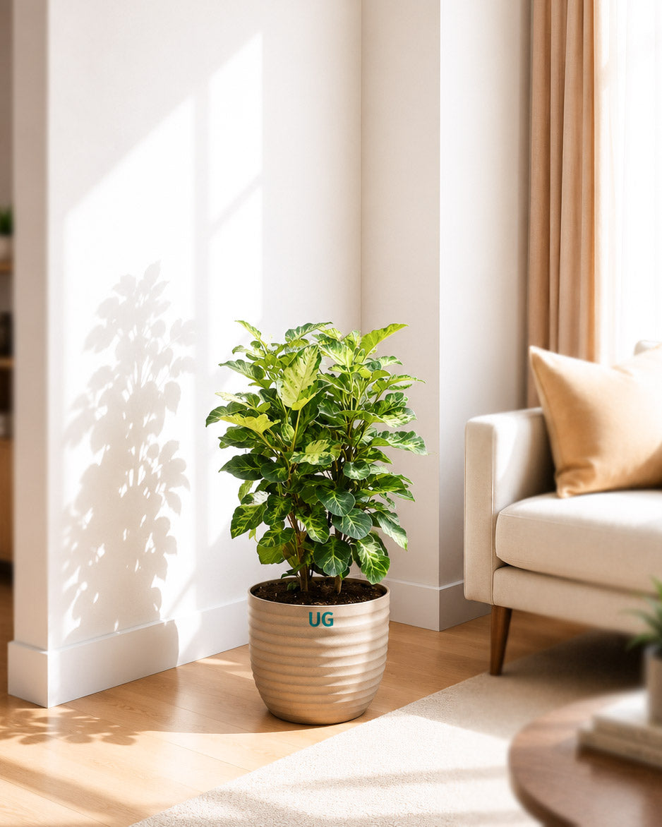 Shield Aralia Plant in an 8" eco-planter