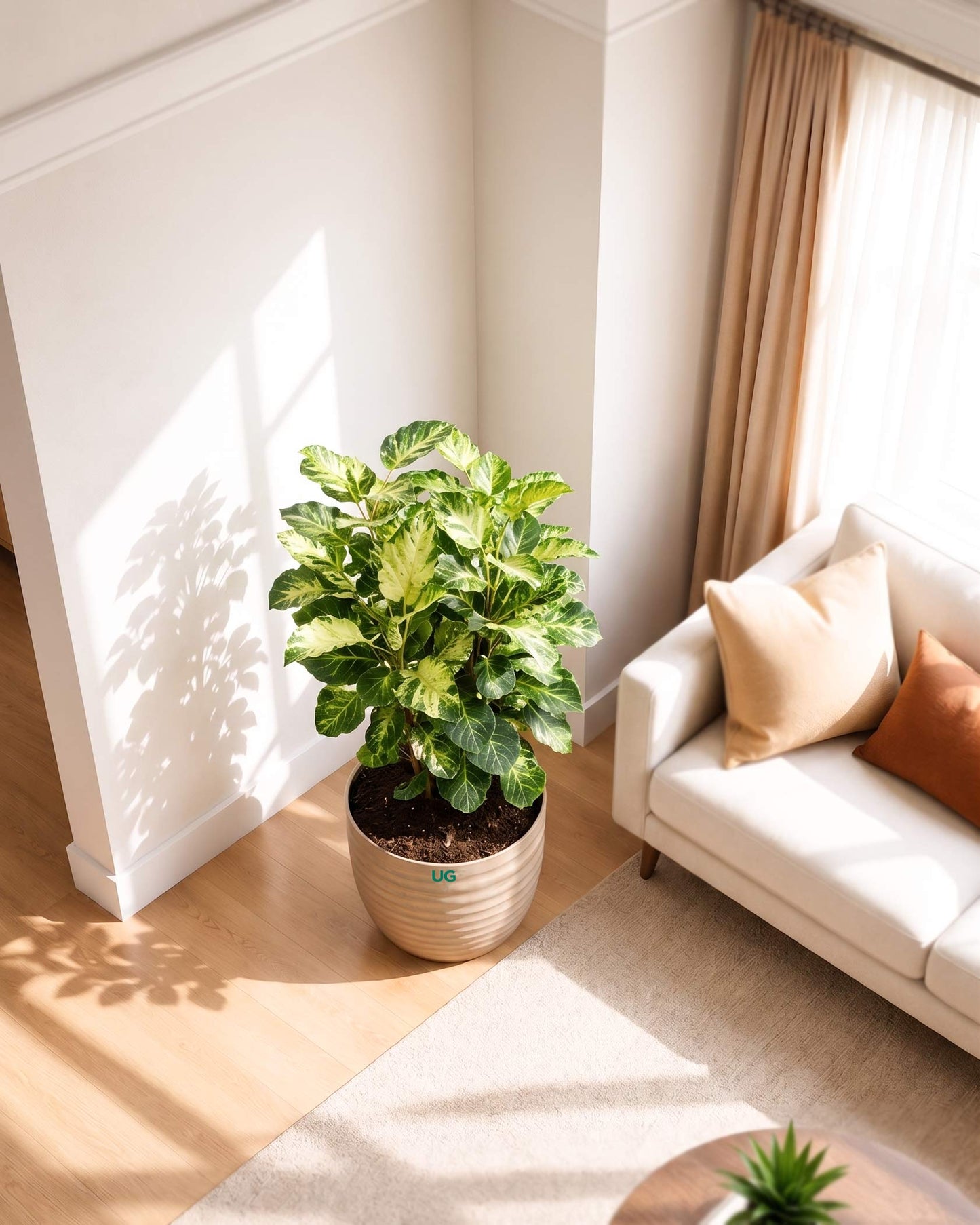 Shield Aralia Plant in an 8" eco-planter
