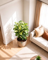 Shield Aralia Plant in an 8" eco-planter
